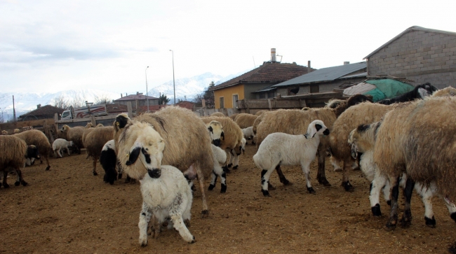 Kuzuların annelerine kavuşması anı duygulandırıyor