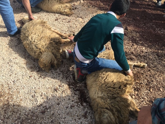 Bayırbucak Türkmenleri'nden Mehmetçiğe kurban