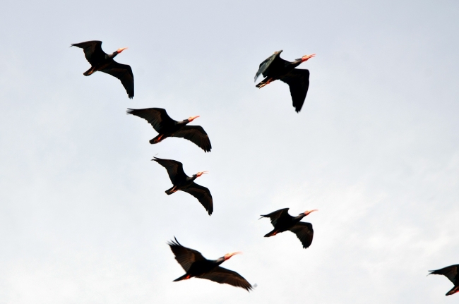 Elektrik hatlarında telef olan kelaynak kuşları için önlem alındı