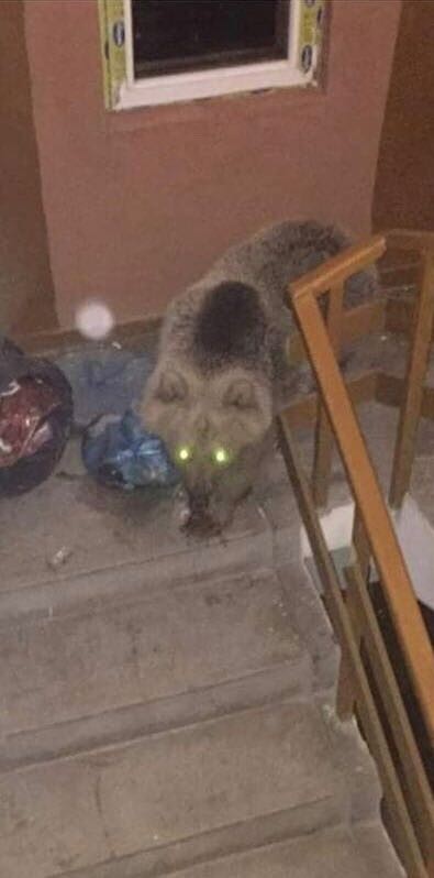 Acıkan ayılar apartmana girdi