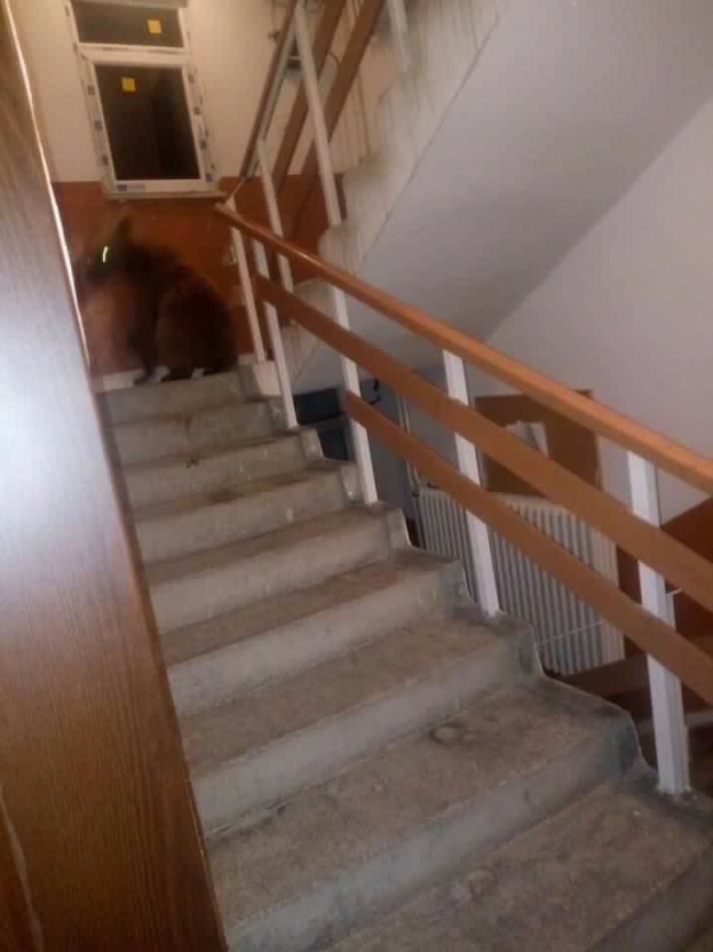 Acıkan ayılar apartmana girdi
