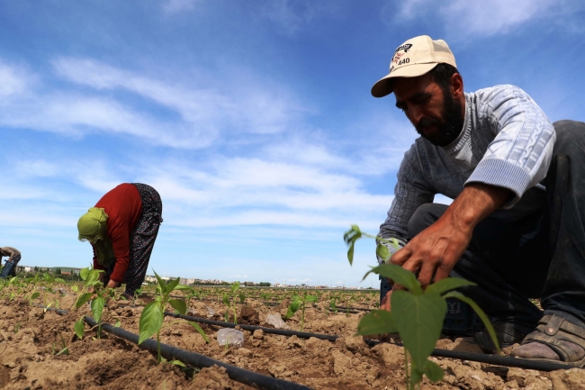 Diyarbakır Bismil Belediyesi ihtiyaç sahibi ailelere tarım arazi tahsis etti
