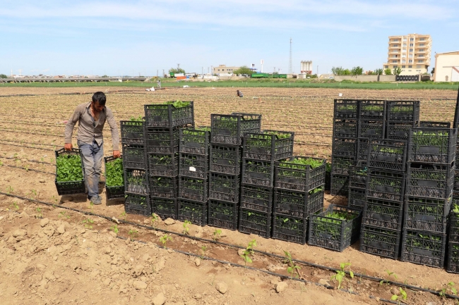 Diyarbakır Bismil Belediyesi ihtiyaç sahibi ailelere tarım arazi tahsis etti