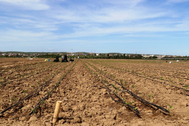 Diyarbakır Bismil Belediyesi ihtiyaç sahibi ailelere tarım arazi tahsis etti