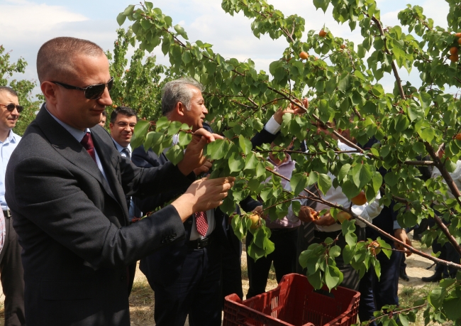 Mersin'in Mut ilçesi 70 bin ton kayısı ihracatı hedefliyor