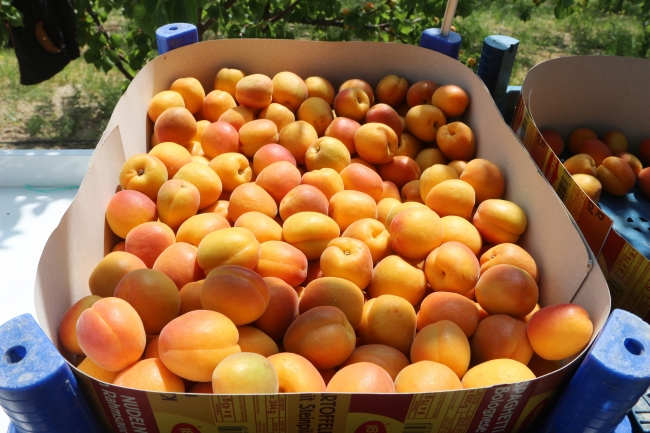 Mersin'in Mut ilçesi 70 bin ton kayısı ihracatı hedefliyor