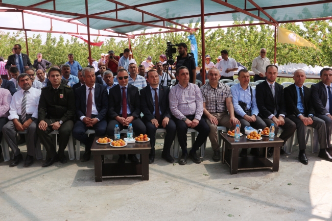 Mersin'in Mut ilçesi 70 bin ton kayısı ihracatı hedefliyor