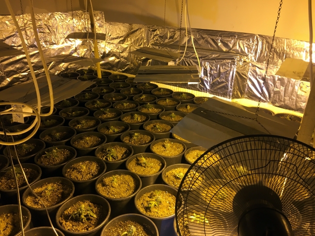 Lüks bir villada 300 kök esrar ele geçirildi