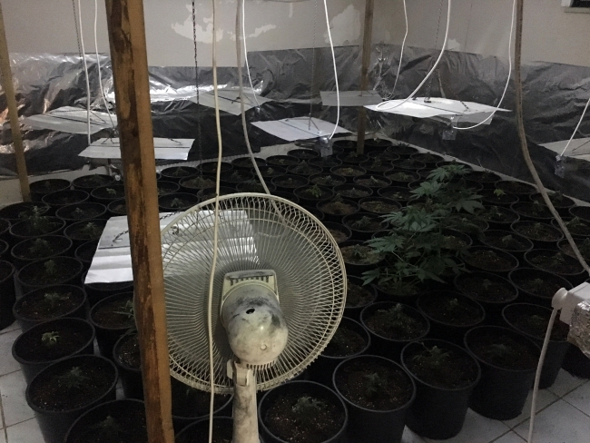 Lüks bir villada 300 kök esrar ele geçirildi