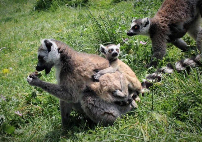 Zoo Park'ın yavruları çocukları sevindirdi