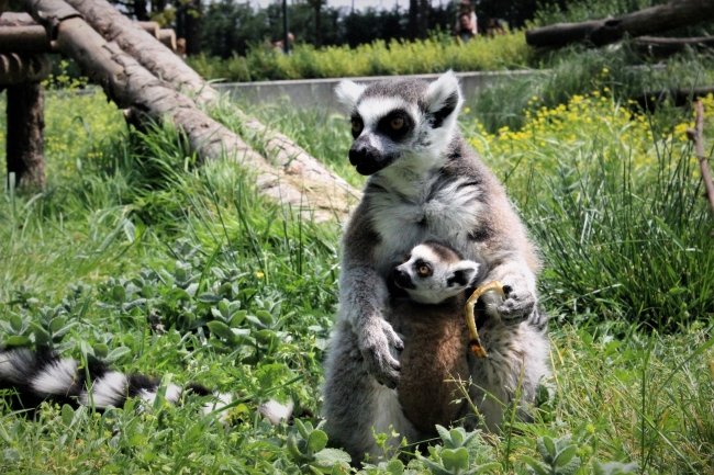Zoo Park'ın yavruları çocukları sevindirdi