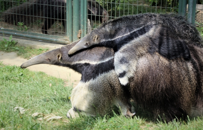 Zoo Park'ın yavruları çocukları sevindirdi