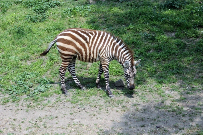 Zoo Park'ın yavruları çocukları sevindirdi