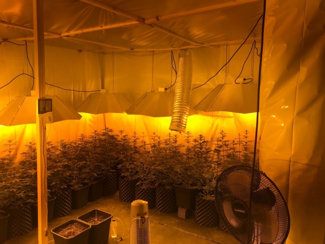 Seraya çevrilen lüks villada uyuşturucu yetiştirdiler