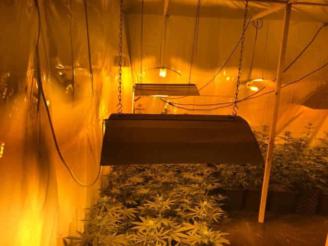 Seraya çevrilen lüks villada uyuşturucu yetiştirdiler