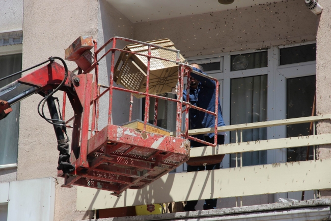 Oğul veren arılar balkonu sardı