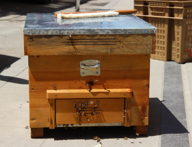 Oğul veren arılar balkonu sardı