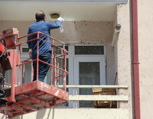 Oğul veren arılar balkonu sardı