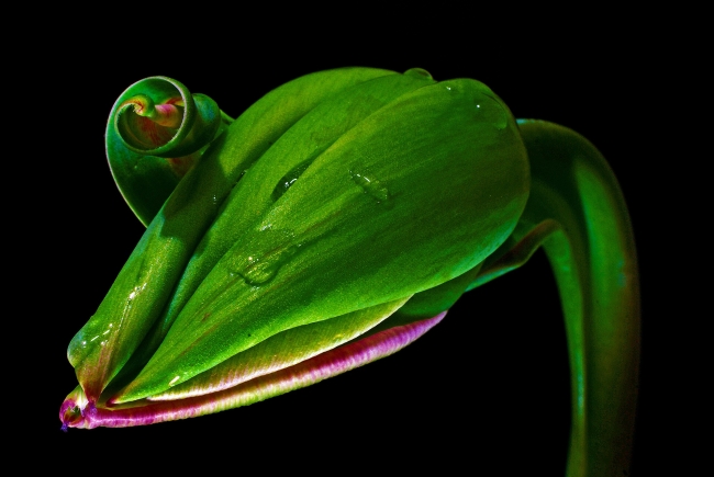 "En Güzel Lale" fotoğraf yarışmasının kazananları belli oldu