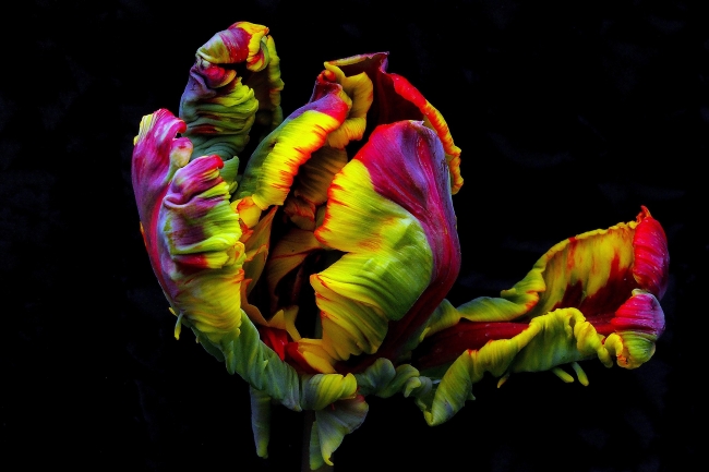 "En Güzel Lale" fotoğraf yarışmasının kazananları belli oldu