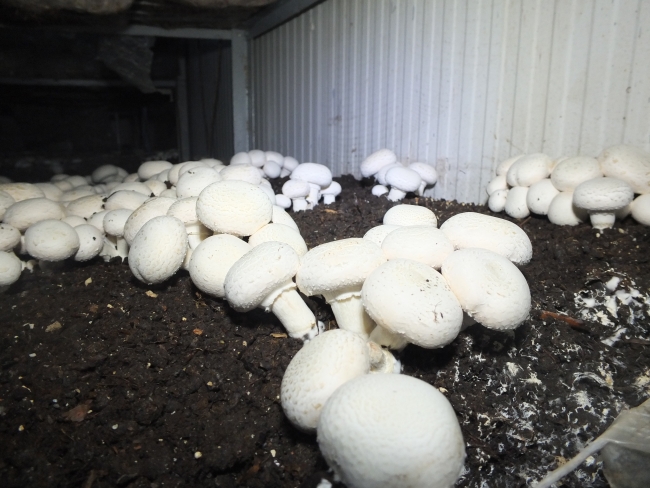 Soğuk hava deposunu mantarhaneye dönüştürdü