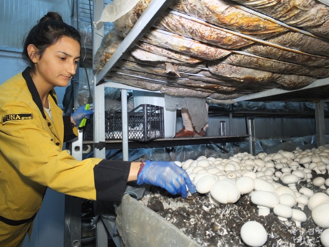 Soğuk hava deposunu mantarhaneye dönüştürdü