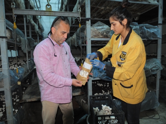 Soğuk hava deposunu mantarhaneye dönüştürdü