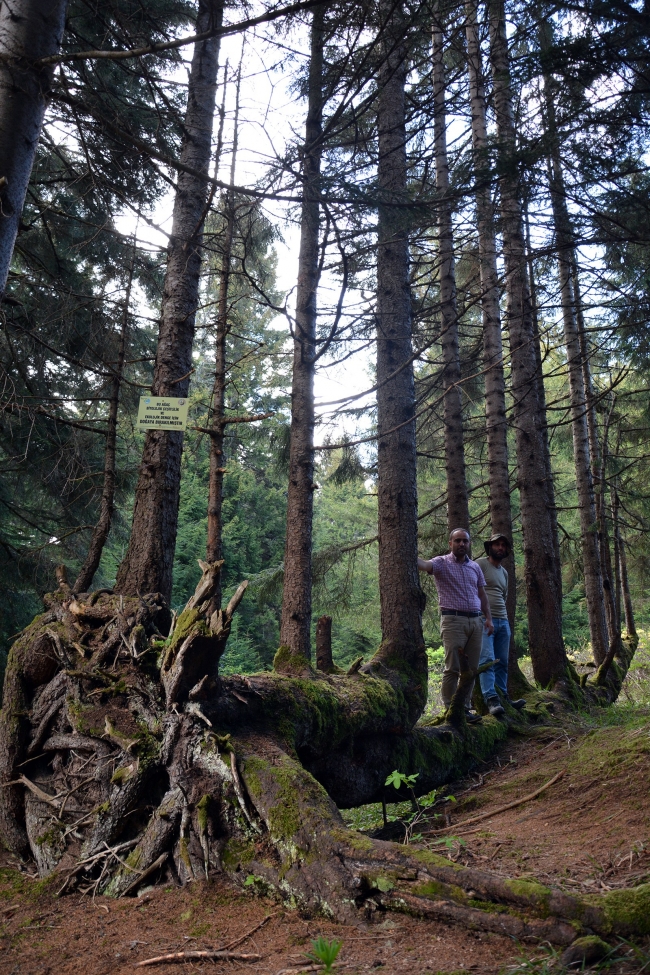 1 gövdede 18 ağaç