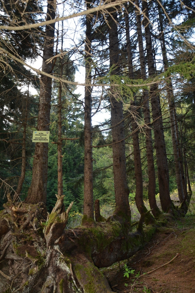 1 gövdede 18 ağaç