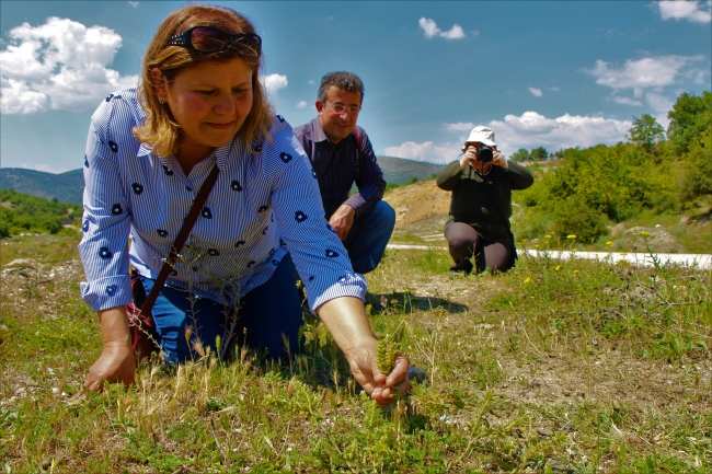 Kayıp bitki 130 yıl sonra Amasya'da bulundu