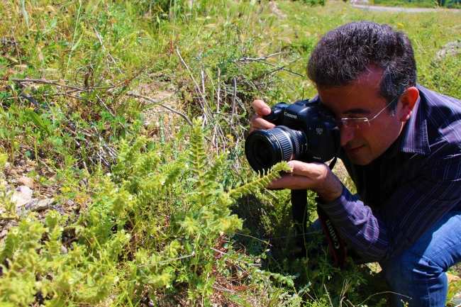 Kayıp bitki 130 yıl sonra Amasya'da bulundu