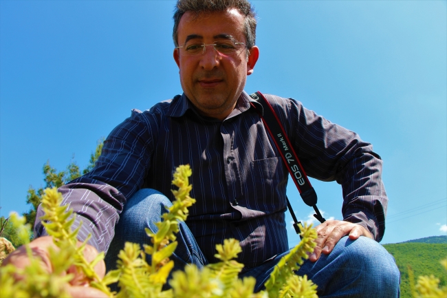 Kayıp bitki 130 yıl sonra Amasya'da bulundu