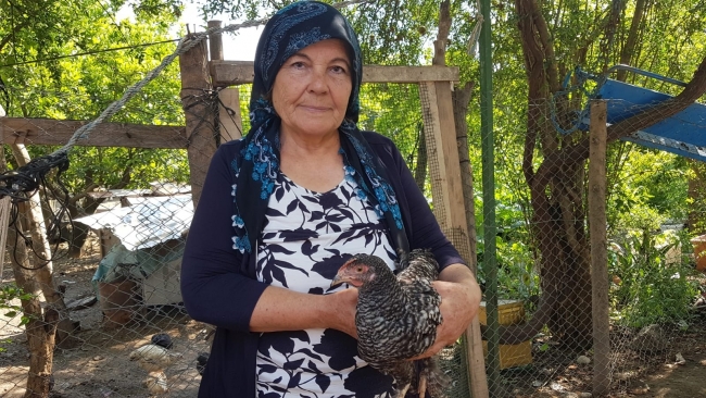 Yeni tavuk ırkı keşfetti, annesinin ismini verdi