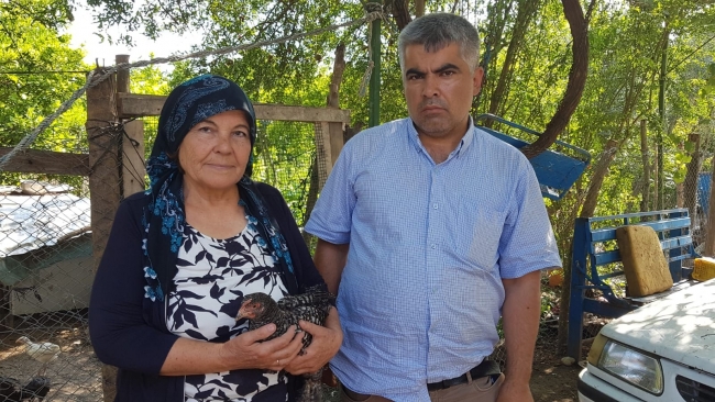 Yeni tavuk ırkı keşfetti, annesinin ismini verdi