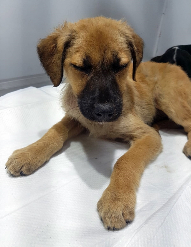 Sakarya'da 5 köpeğin zehirlendiği iddiası