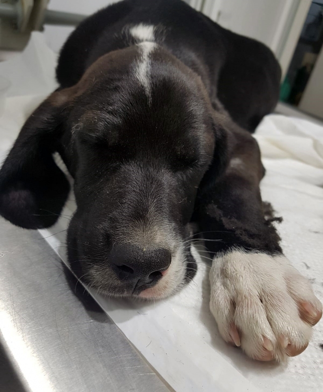 Sakarya'da 5 köpeğin zehirlendiği iddiası