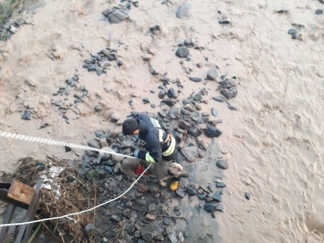 Selde mahsur kalan köpek için ekipler seferber oldu