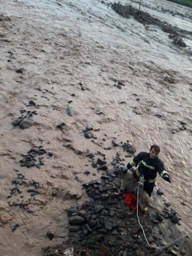 Selde mahsur kalan köpek için ekipler seferber oldu