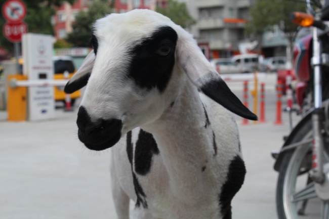 Kuzusunu yanından hiç ayırmıyor