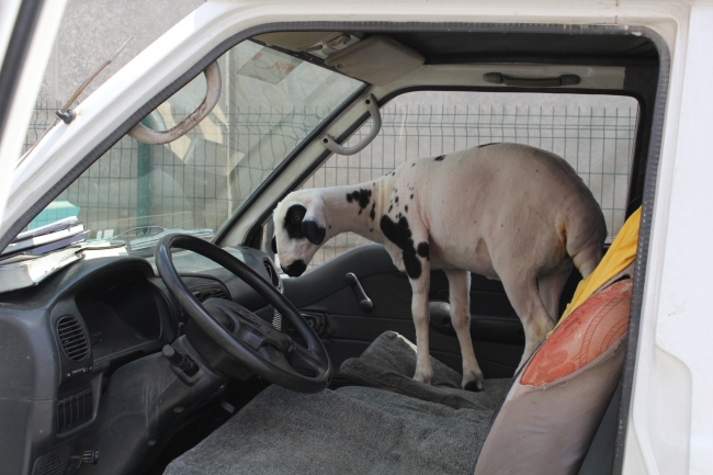 Kuzusunu yanından hiç ayırmıyor