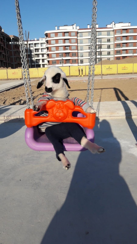 Kuzusunu yanından hiç ayırmıyor