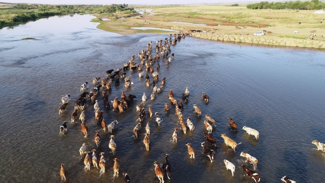 Hayvanları serinletmek için Dicle Nehri'ni kullanıyorlar