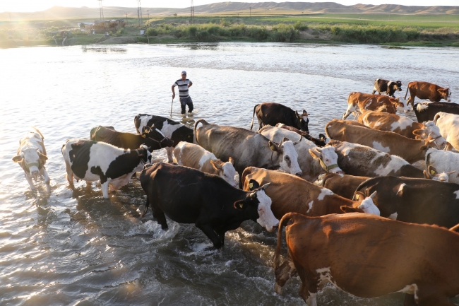 Hayvanları serinletmek için Dicle Nehri'ni kullanıyorlar