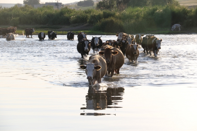 Hayvanları serinletmek için Dicle Nehri'ni kullanıyorlar