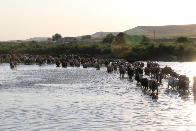 Hayvanları serinletmek için Dicle Nehri'ni kullanıyorlar