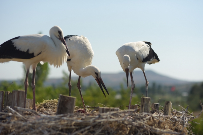 Leylek yavrularına itfaiye merdiveniyle özel besleme