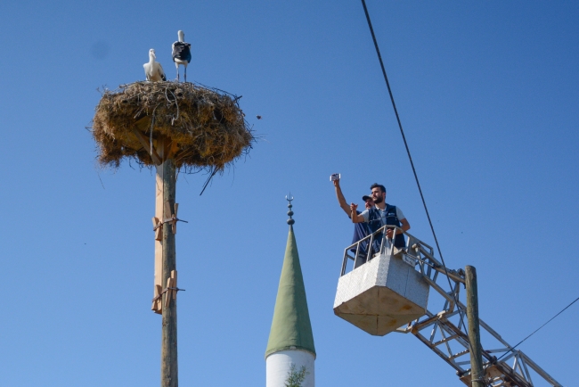 Leylek yavrularına itfaiye merdiveniyle özel besleme
