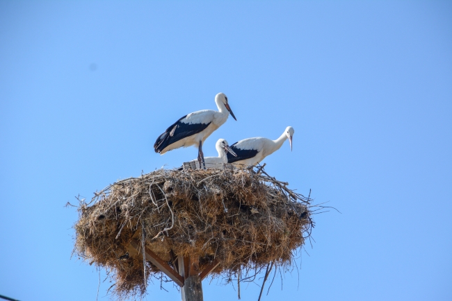 Leylek yavrularına itfaiye merdiveniyle özel besleme