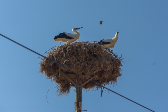 Leylek yavrularına itfaiye merdiveniyle özel besleme