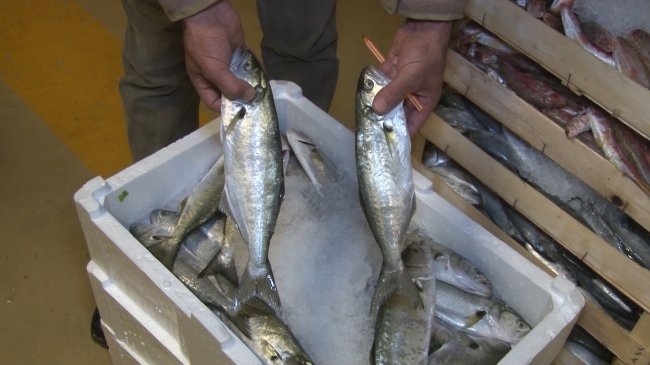 Marmara Denizi'nde lüfer bolluğu